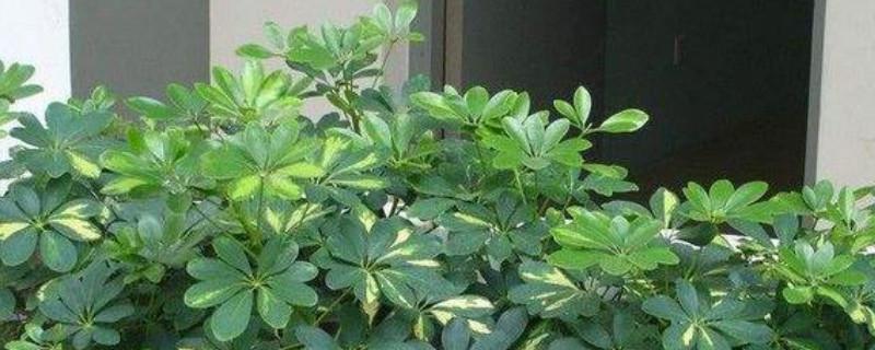我最喜欢的书作文