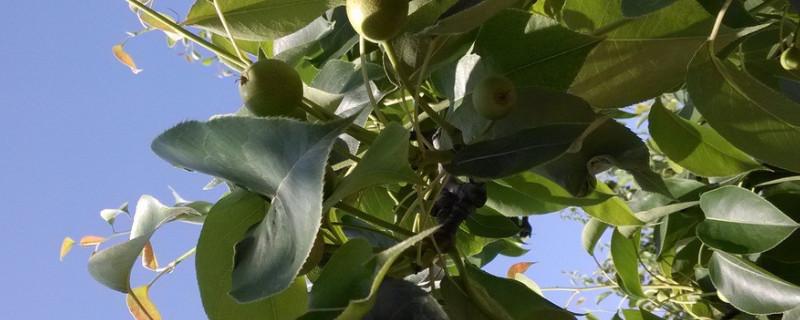 我家门前的小河(共10篇)