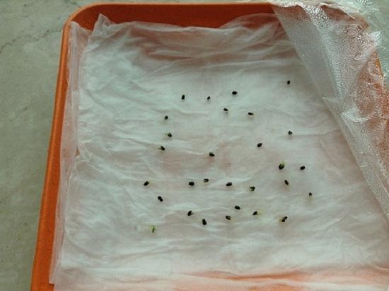 初二场考作文