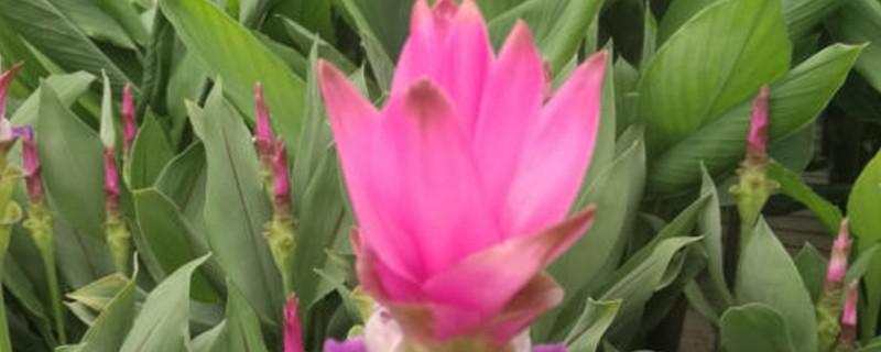 春游踏青的作文500字 <a href=/rrams/42580.html target=_blank class=infotextkey>春天</a>上哪旅游比较好