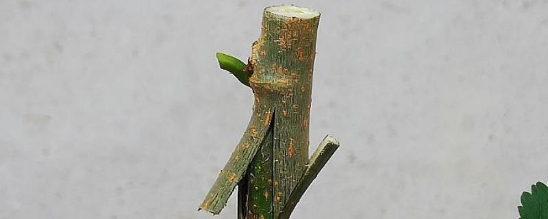 端午节包粽子的作文(精选20篇)