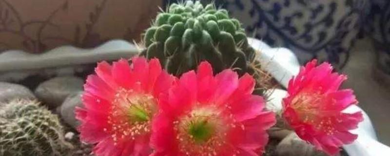 妇女节作文一年级(15篇) 三八妇女节一年级写话