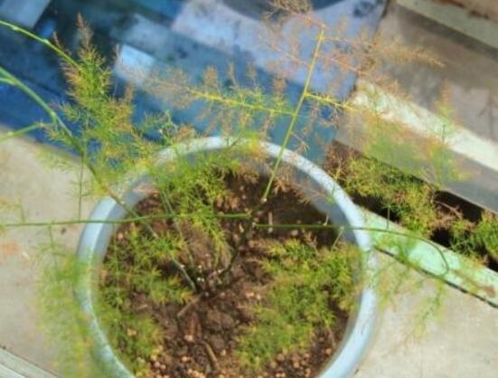 有关六一儿童节的作文500字(精选27篇)