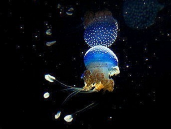 霸气撩人的网名超拽冷酷