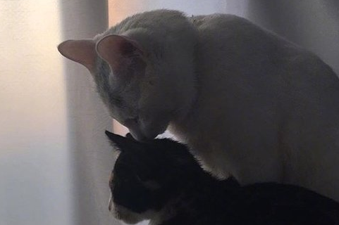 文雅的网名_辣b！小心！蜡笔小新