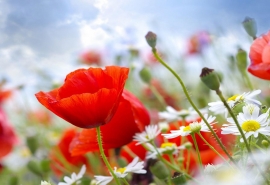 静美的网名_【在埃菲尔铁塔看曼莎