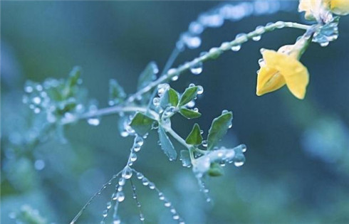 谷雨是的说说