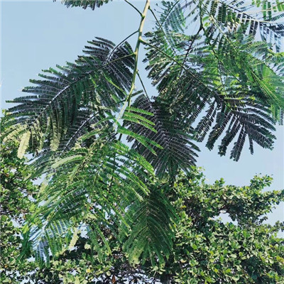 清明节还努力的工作说说心情_春夏秋冬，是自然的交