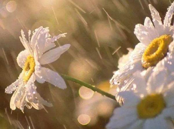 电力女生节祝福