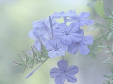 2022谷雨时节温馨祝福语