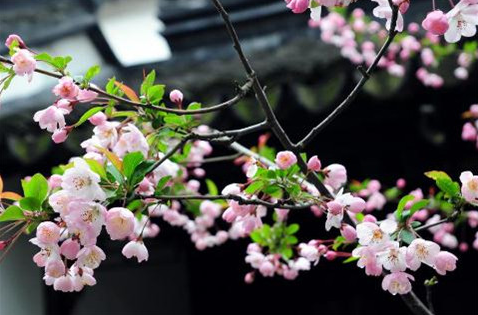 三八妇女节朋友圈祝福文案