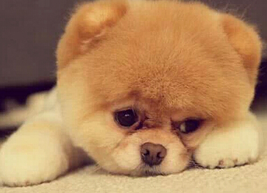 元旦节快乐动态祝福语