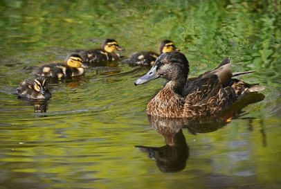 2022春分节气温暖文案祝福语