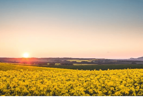 关于关于糖的春节说说_新年到送你一碗饺子：