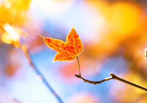 女生节如何发祝福