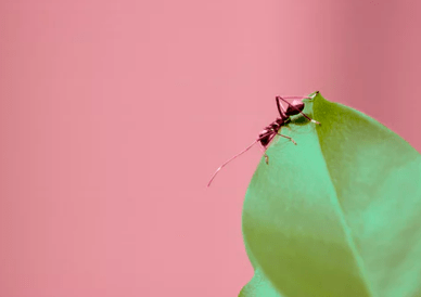 三八妇女节讨红包的说说 **妇女节来临，我们