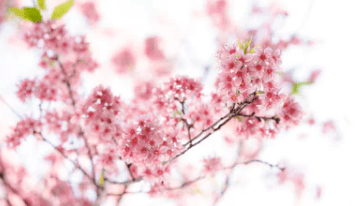 上巳节画祝福、·三月三细米草煮鸡蛋