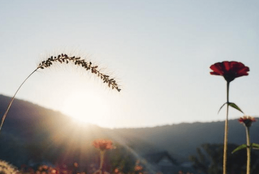 一听就很有cp感的名字 炙热的婞福。