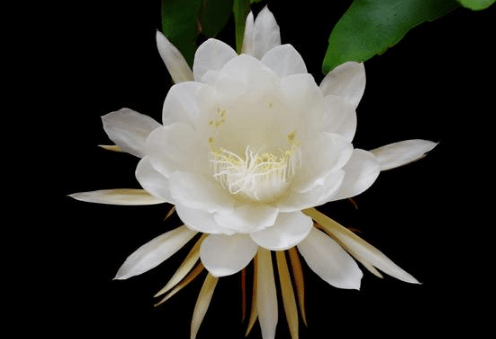 破茧的网名 【清淡夏未央】