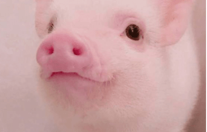 奥雅之光女生名字