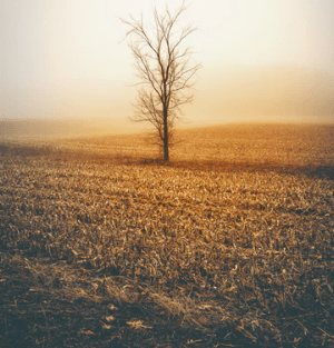 亦正亦邪的古风名字--か相思蛊ヤ