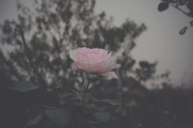 女生节搞笑幽默祝福语大全