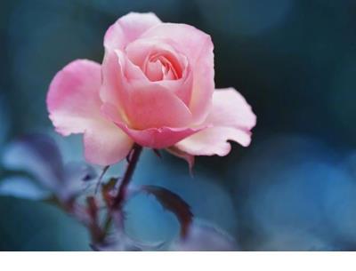 2021最新黯然苍凉的伤感签名 圣人退起身而使其身先