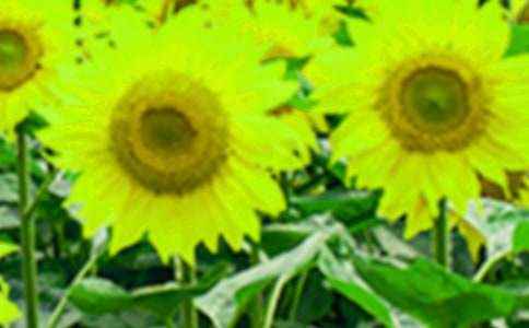 向日葵作文11篇(通用) 写向日葵<a href=/phymu/58192.html target=_blank class=infotextkey>的作文</a>