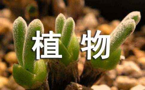 关于吊兰的作文(精选26篇) 我的植物朋友绿萝作文300字