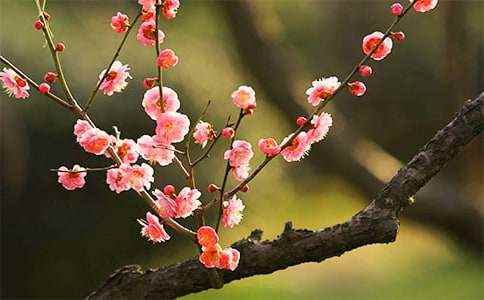 我爱梅花作文 三年级梅花作文300字